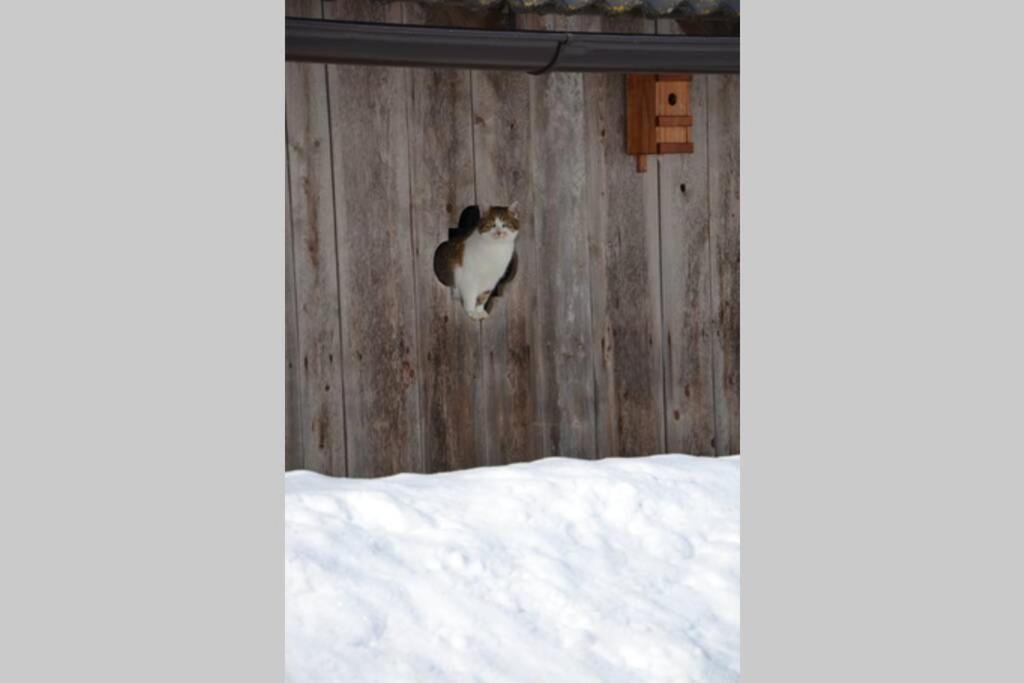 Charmantes Gaestehaus Am Waldrand In Alpiner Lage Siehe Auch Zweites Objekt Gaestewohnung In Altem Bauernhaus Stanz Im Murztal Kültér fotó
